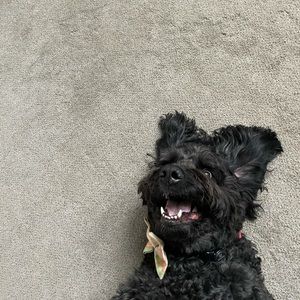 Meet your Posher, Alexis